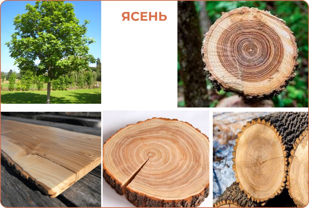ЯСЕНЬ