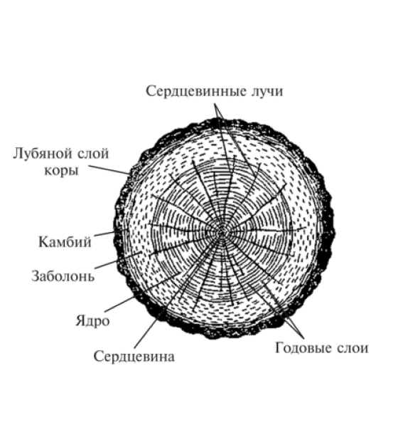 Строение дерева 1