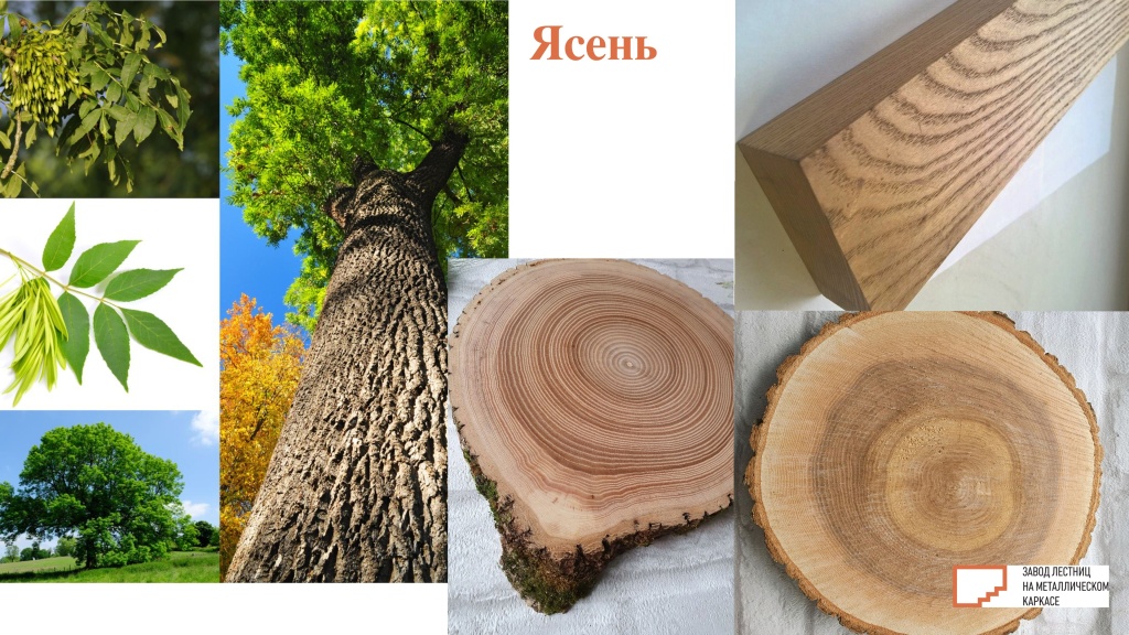 Ясень.jpg Ясень.jpg
